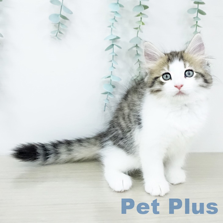 ノルウェージャンフォレストキャット
