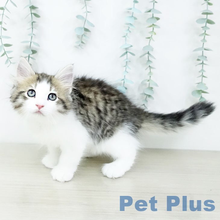 ノルウェージャンフォレストキャットの写真2