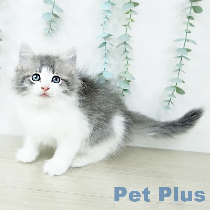 ノルウェージャンフォレストキャット