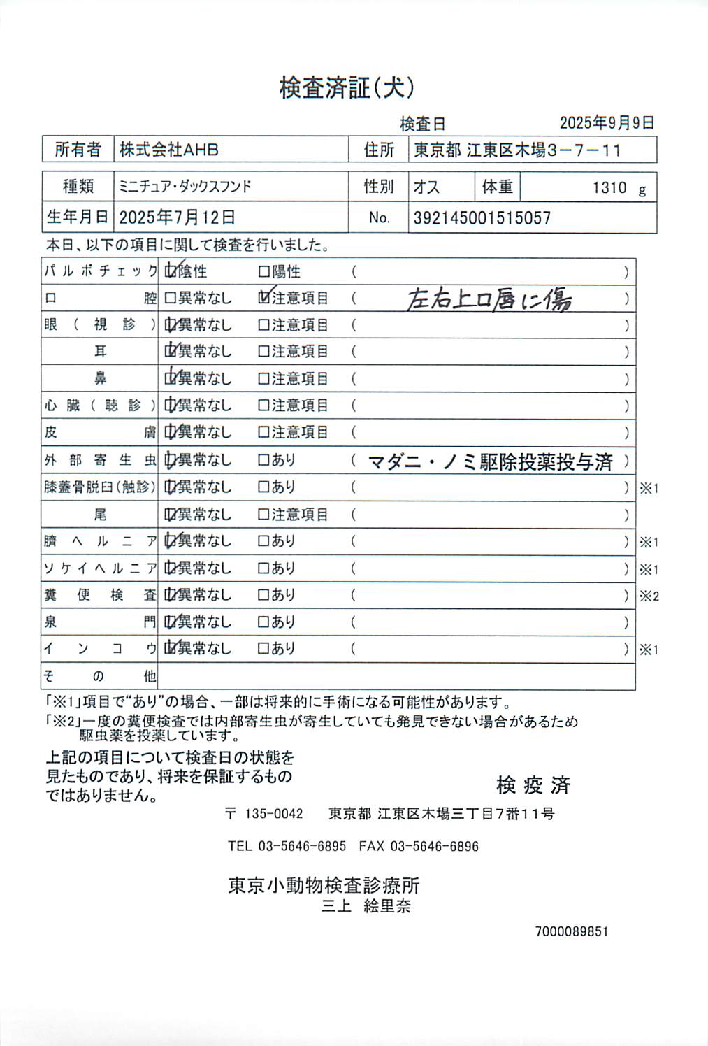 ミニチュア・ダックスフンド