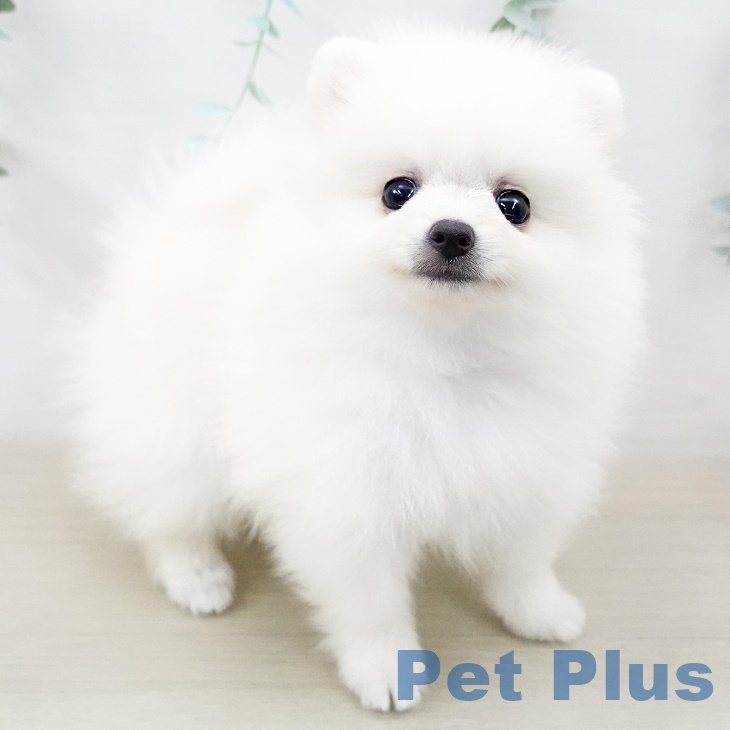 埼玉県のポメラニアン (ペットプラス羽生店/2025年7月15日生まれ/男の子/クリーム)の子犬