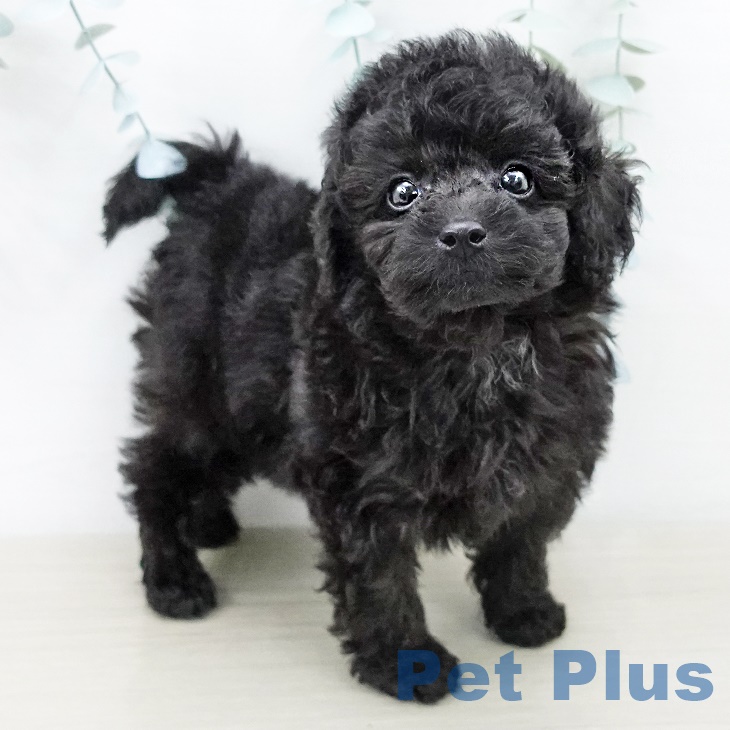 宮城県のトイプードル(トイ) (ペットプラス名取店/2025年7月16日生まれ/男の子/ブラック)の子犬