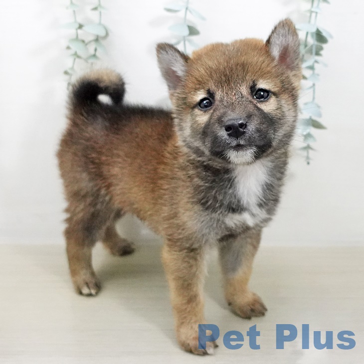 埼玉県の柴犬(標準サイズ) (ペットプラス浦和美園店/2025年7月20日生まれ/男の子/赤)の子犬