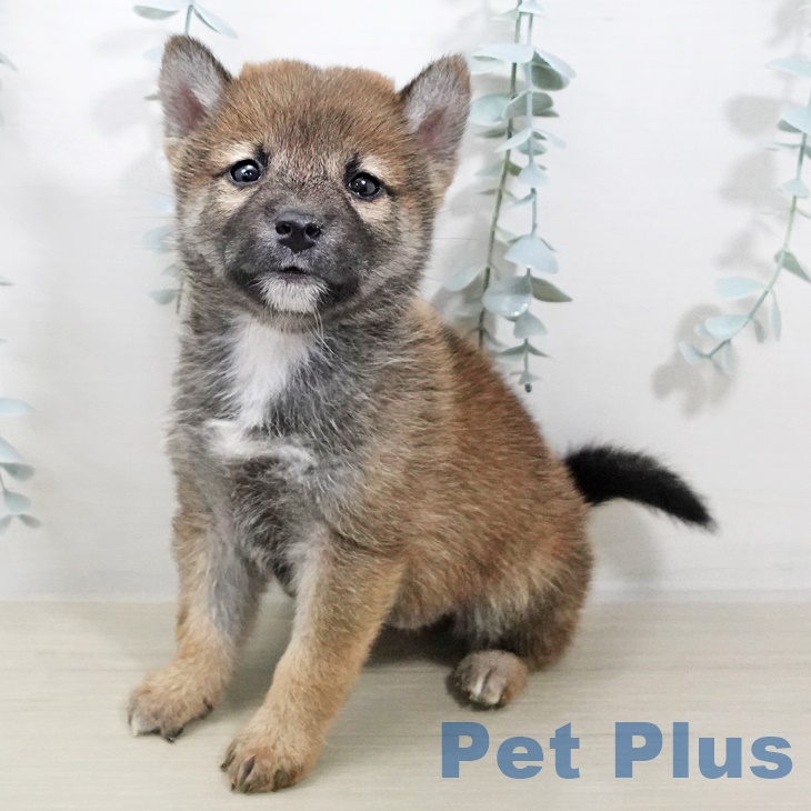 埼玉県の柴犬(標準サイズ) (ペットプラス浦和美園店/2025年7月20日生まれ/男の子/赤)の子犬の2枚目の画像