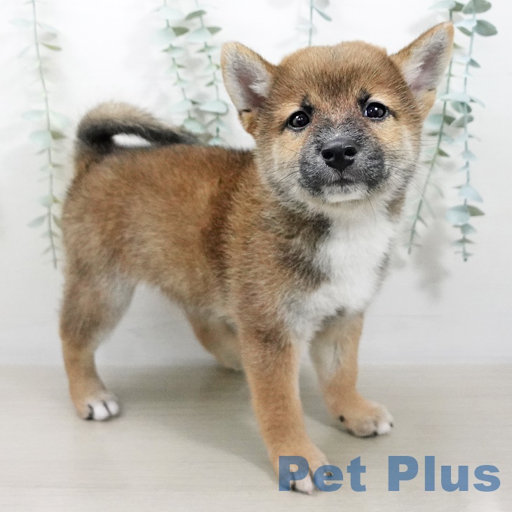 埼玉県の柴犬(標準サイズ) (ペットプラス与野店/2025年7月20日生まれ/男の子/赤)の子犬