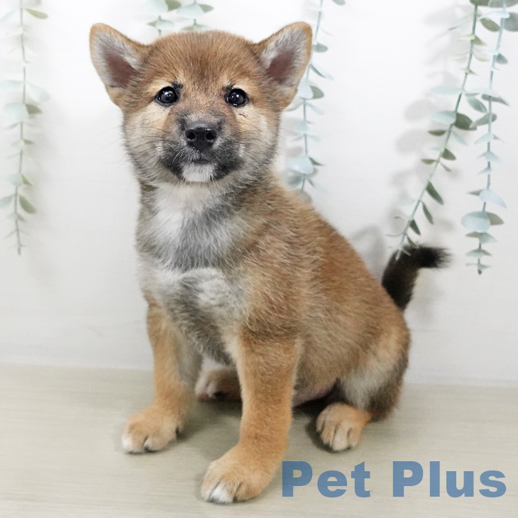 千葉県の柴犬(標準サイズ) (柏店/2025年7月20日生まれ/男の子/赤)の子犬の1枚目の画像