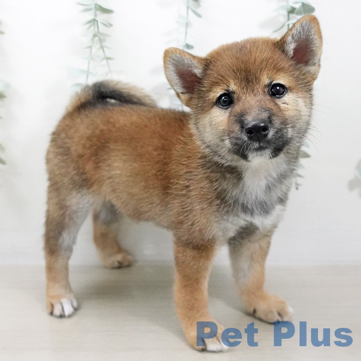 千葉県の柴犬(標準サイズ) (柏店/2025年7月20日生まれ/男の子/赤)の子犬の2枚目の画像