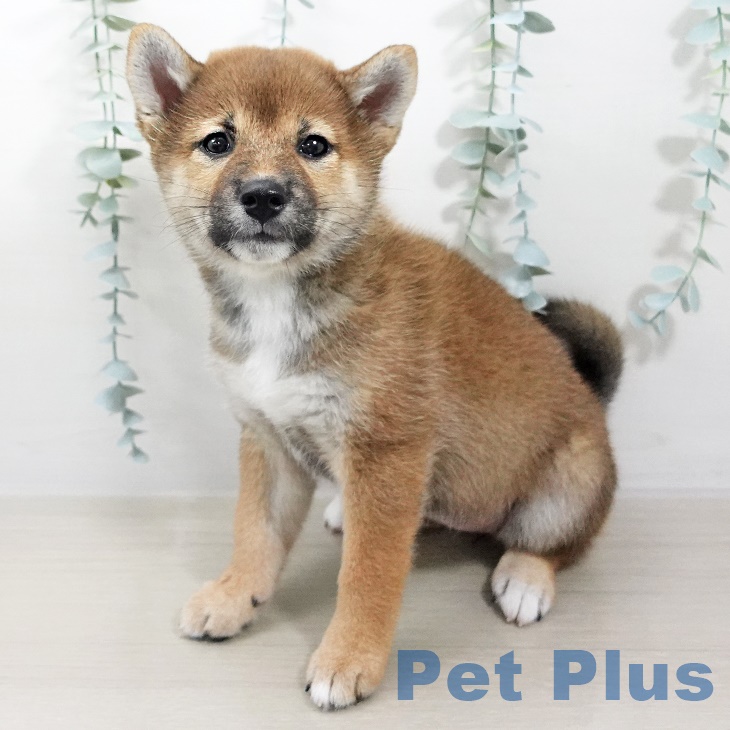 埼玉県の柴犬(標準サイズ) (所沢店/2025年7月20日生まれ/女の子/赤)の子犬の1枚目の画像