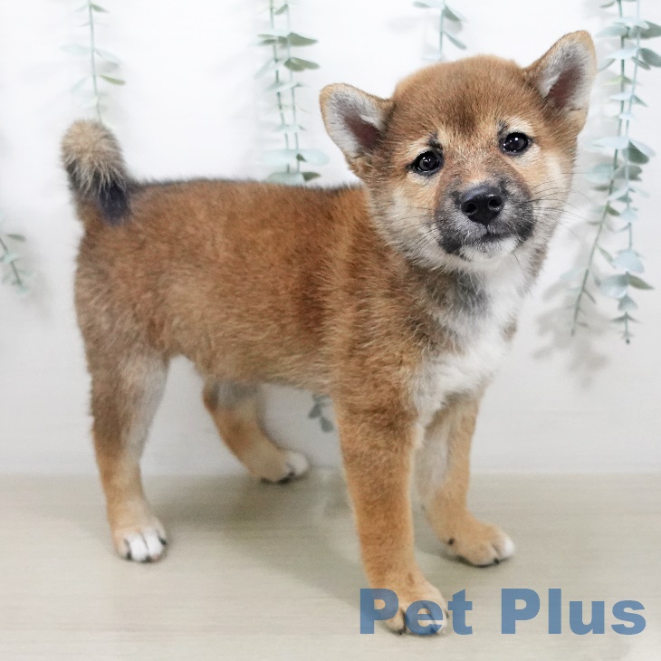 埼玉県の柴犬(標準サイズ) (所沢店/2025年7月20日生まれ/女の子/赤)の子犬の2枚目の画像