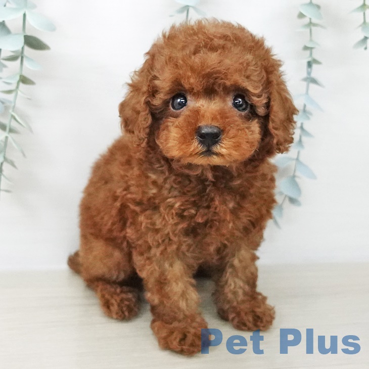 宮城県のトイプードル(トイ) (ペットプラス仙台上杉店/2025年7月24日生まれ/男の子/レッド)の子犬の2枚目の画像