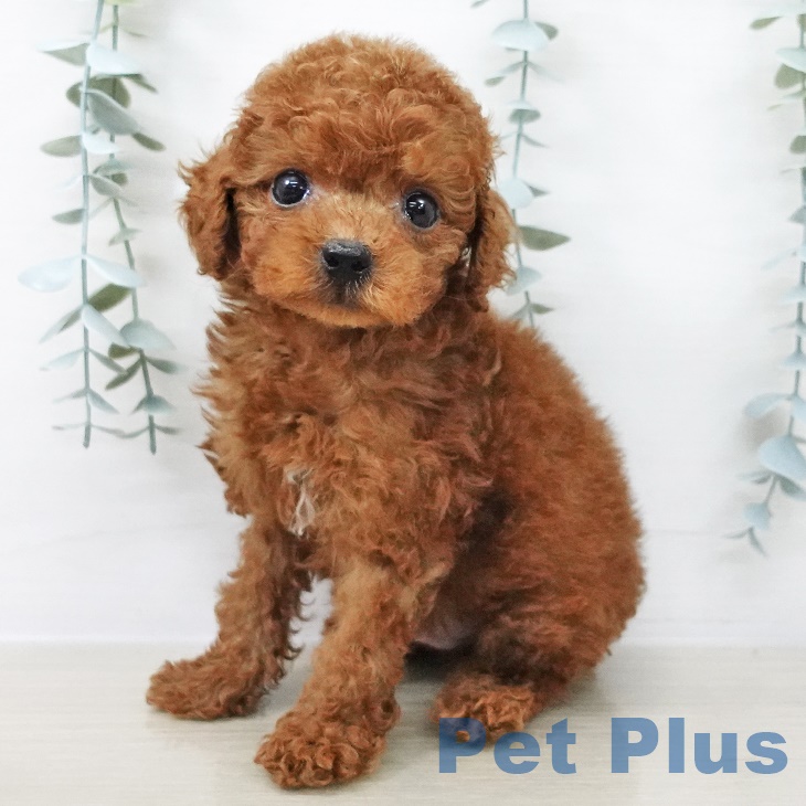 宮城県のトイプードル(トイ) (ペットプラス仙台上杉店/2025年7月24日生まれ/男の子/レッド)の子犬の1枚目の画像