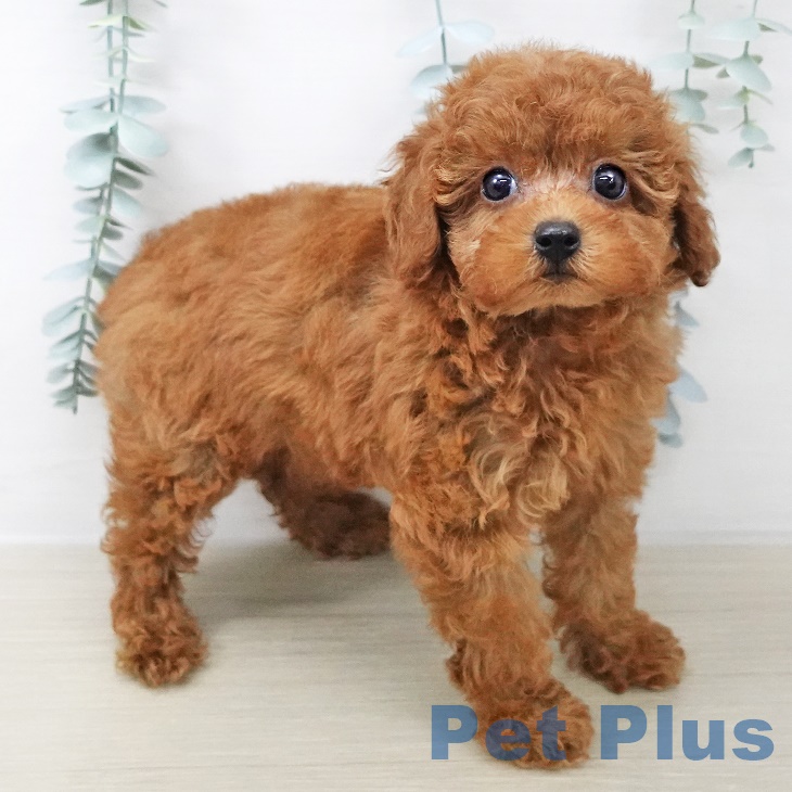 宮城県のトイプードル(トイ) (ペットプラス仙台上杉店/2025年7月23日生まれ/女の子/レッド)の子犬の2枚目の画像