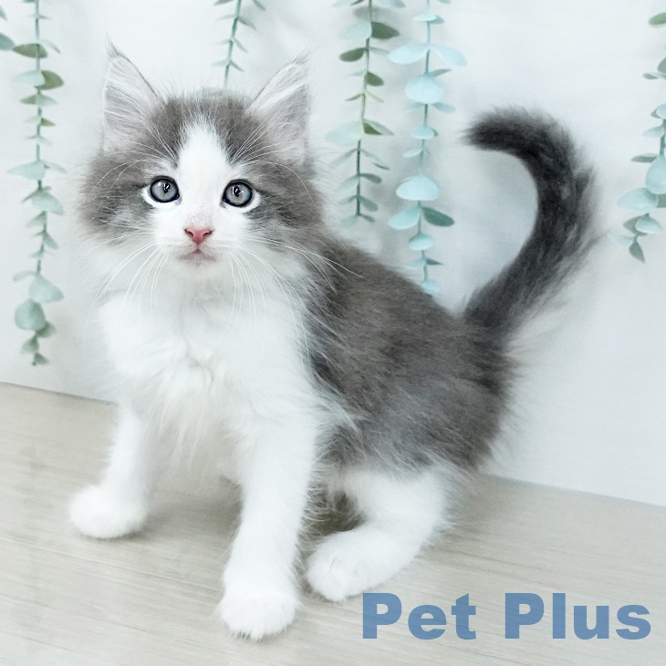 ノルウェージャンフォレストキャット