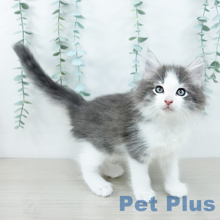 ノルウェージャンフォレストキャットの写真2