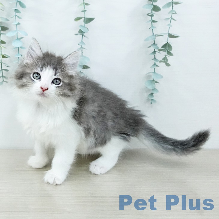ノルウェージャンフォレストキャット