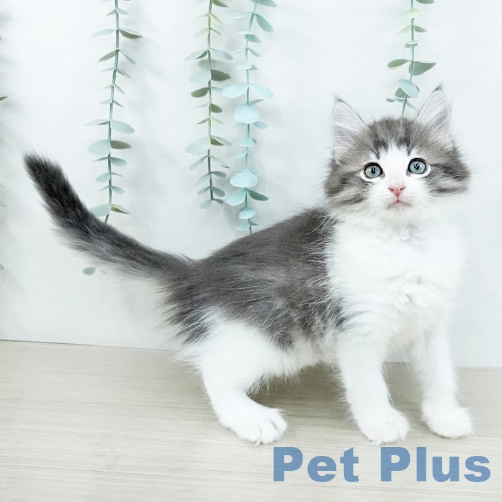 ノルウェージャンフォレストキャットの写真2