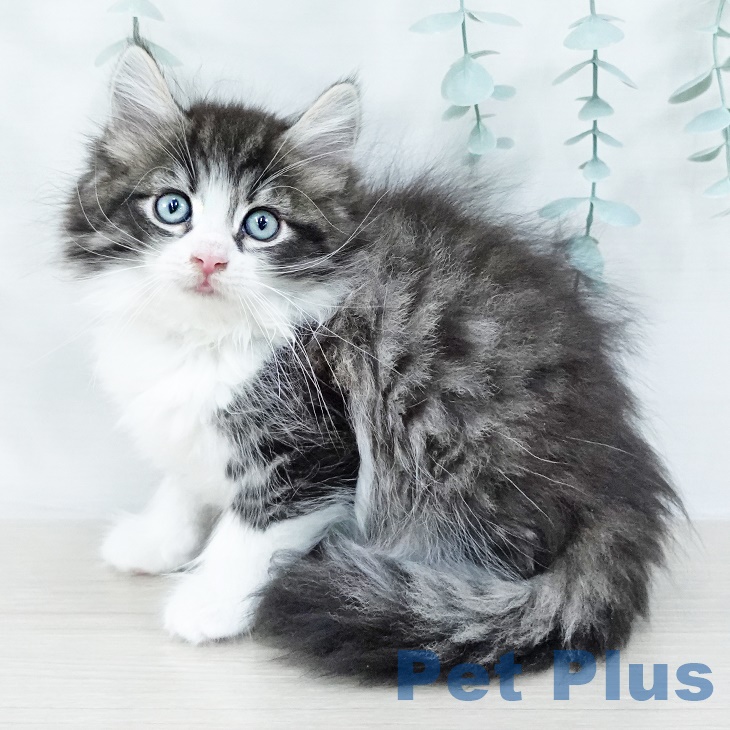 ノルウェージャンフォレストキャット