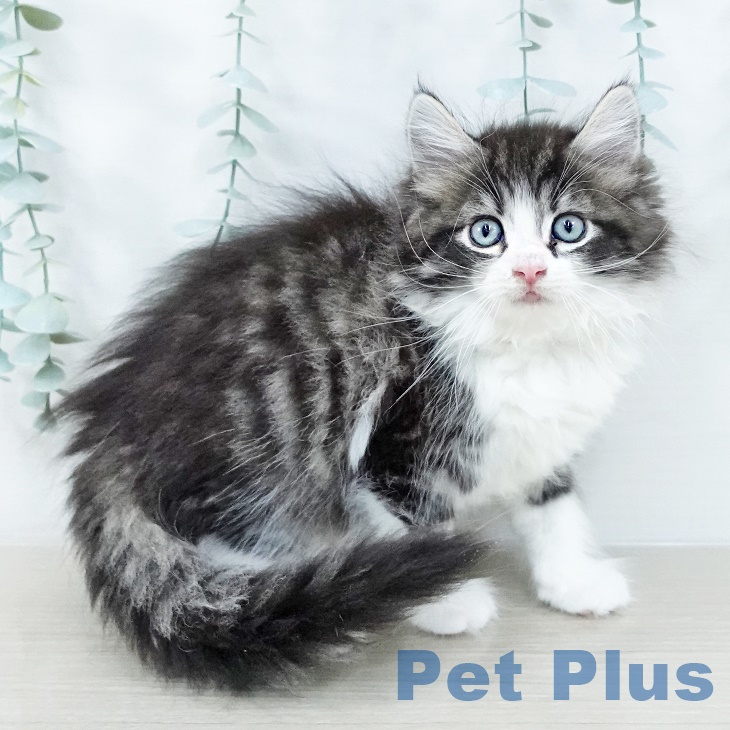 ノルウェージャンフォレストキャットの写真2