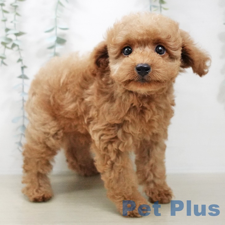 長野県のトイプードル(トイ) (ペットプラス須坂店/2025年7月31日生まれ/男の子/レッド)の子犬の1枚目の画像