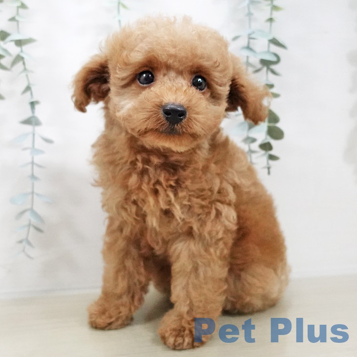 長野県のトイプードル(トイ) (ペットプラス須坂店/2025年7月31日生まれ/男の子/レッド)の子犬の2枚目の画像