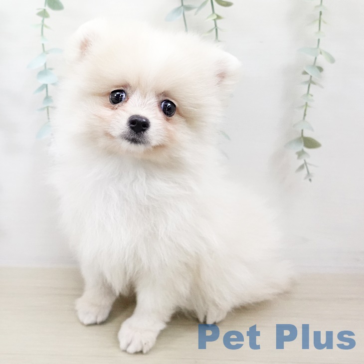 茨城県のポメラニアン (ペットプラスつくば店/2025年7月29日生まれ/男の子/クリーム)の子犬の1枚目の画像