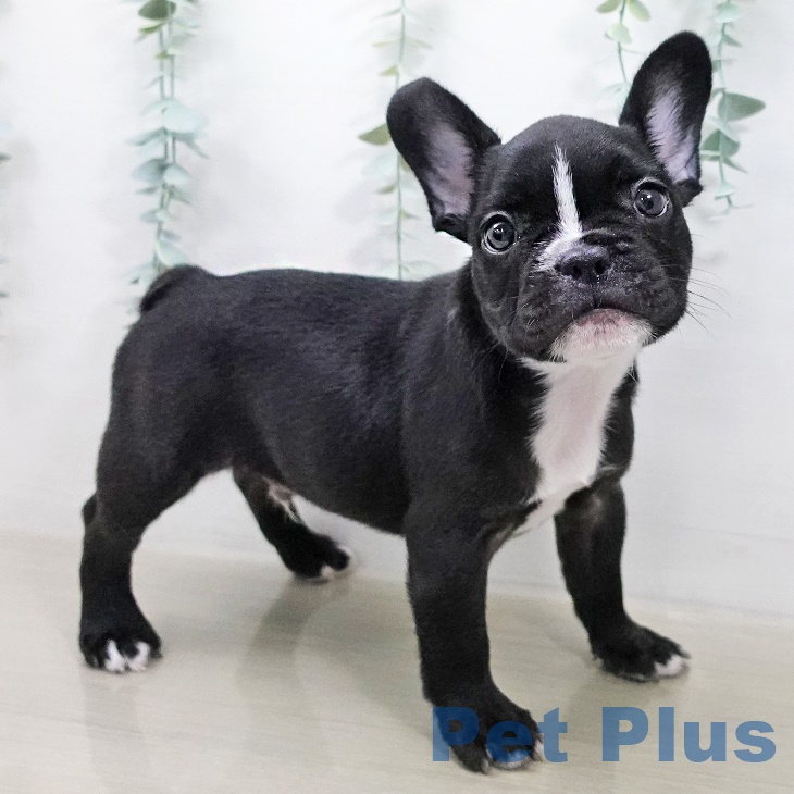 フレンチ・ブルドッグ