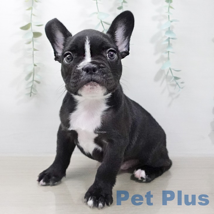 フレンチ・ブルドッグ