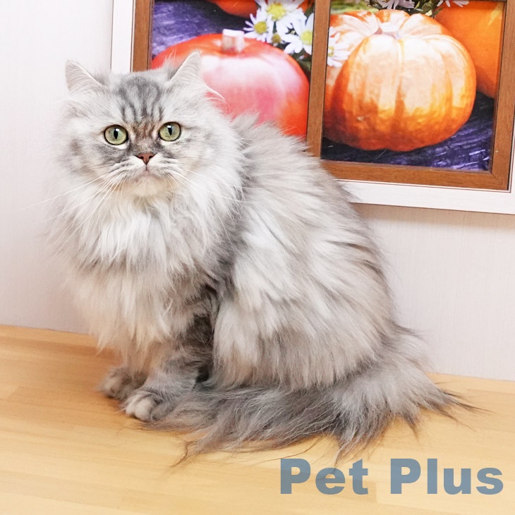 スコティッシュフォールド