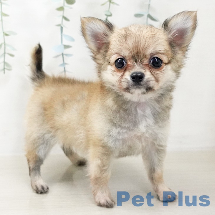 埼玉県のチワワ(ロング) (ペットプラス 八潮店/2025年8月7日生まれ/男の子/フォーン)の子犬の1枚目の画像