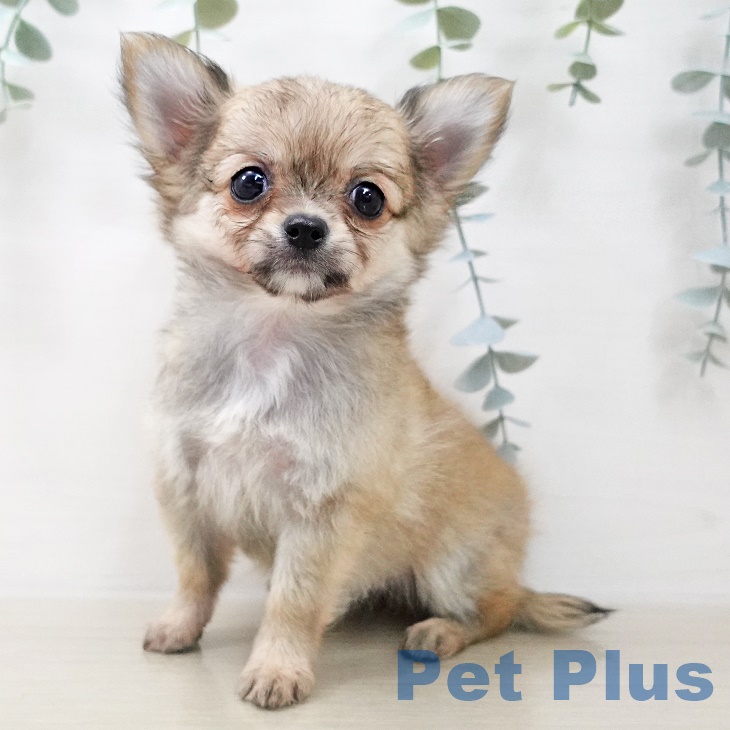 埼玉県のチワワ(ロング) (ペットプラス 八潮店/2025年8月7日生まれ/男の子/フォーン)の子犬の2枚目の画像