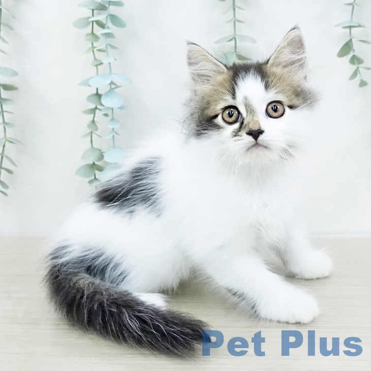 埼玉県のサイベリアン (ペットプラス 上尾店/2025年8月6日生まれ/男の子/ブラウンタビーホワイト)の子猫