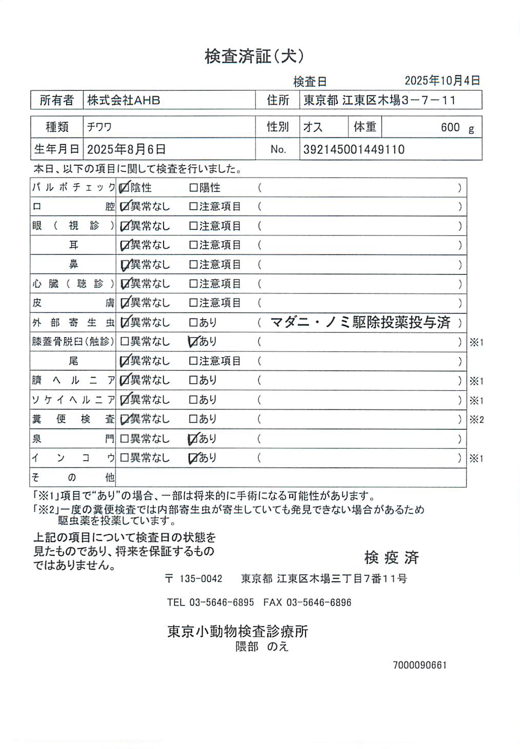 チワワ