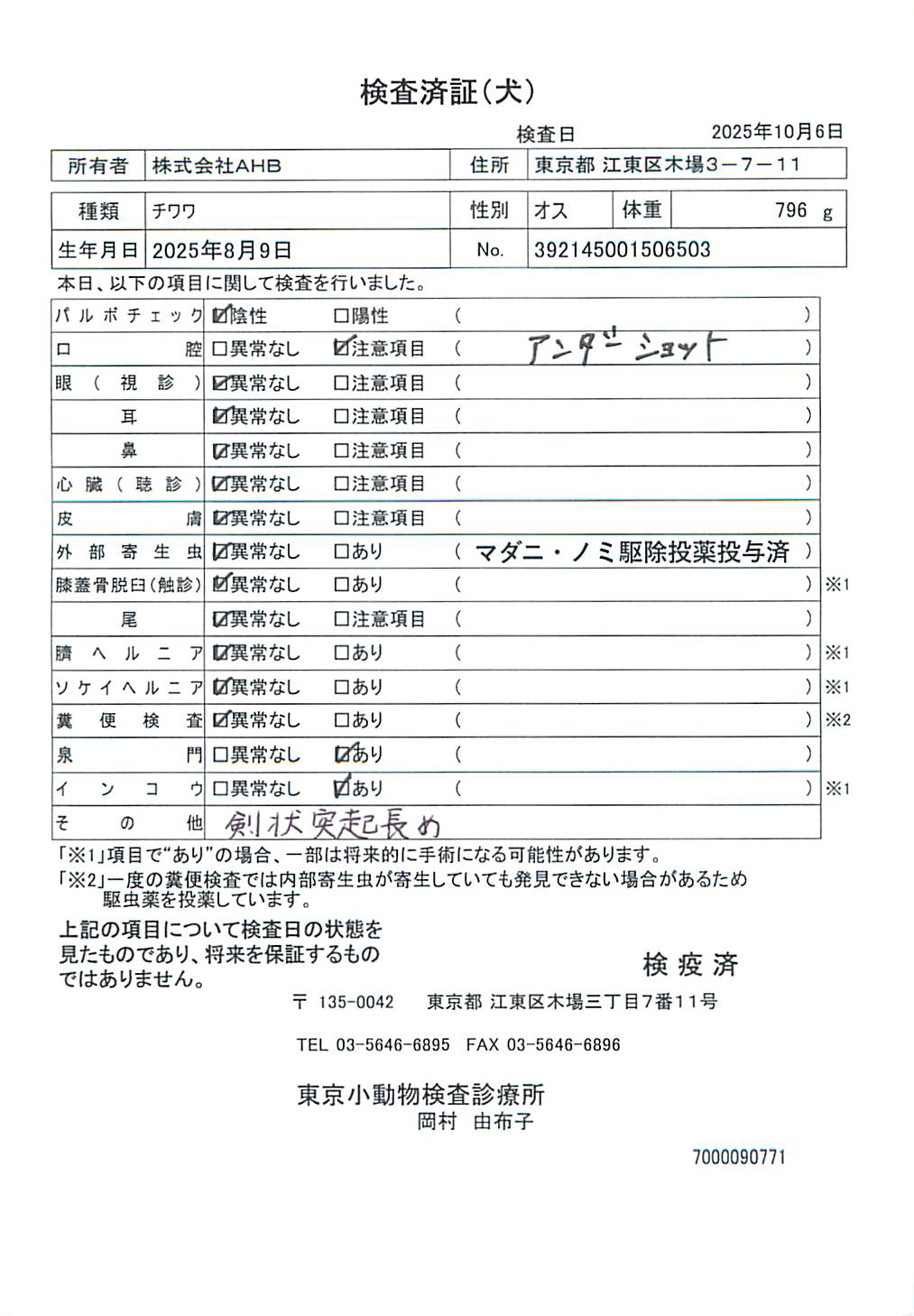 チワワ