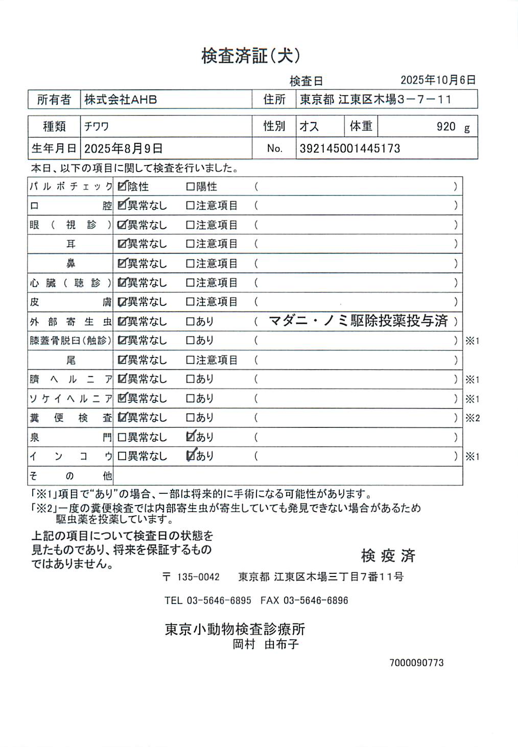 チワワ