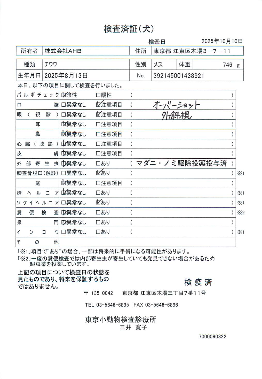 チワワ