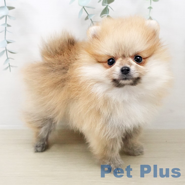 千葉県のポメラニアン (ペットプラス 成田店/2025年8月13日生まれ/男の子/オレンジ)の子犬