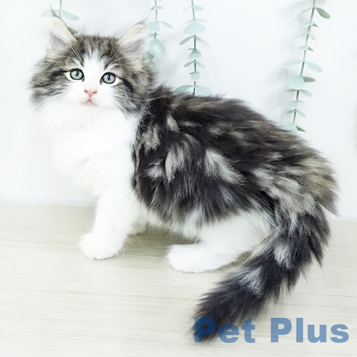 ノルウェージャンフォレストキャットの写真1