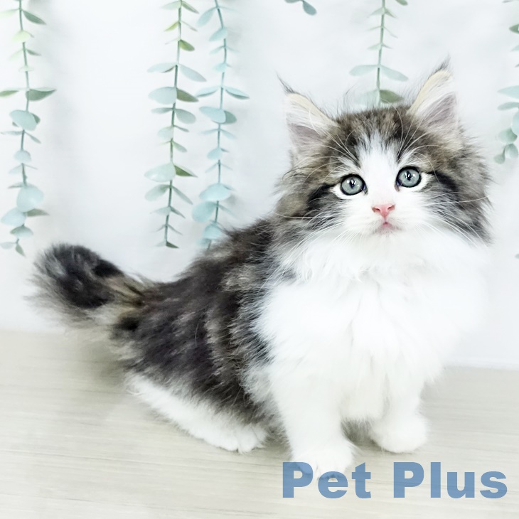 ノルウェージャンフォレストキャットの写真2
