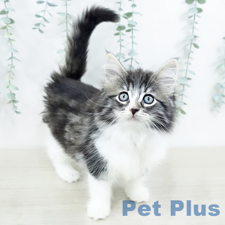 ノルウェージャンフォレストキャット