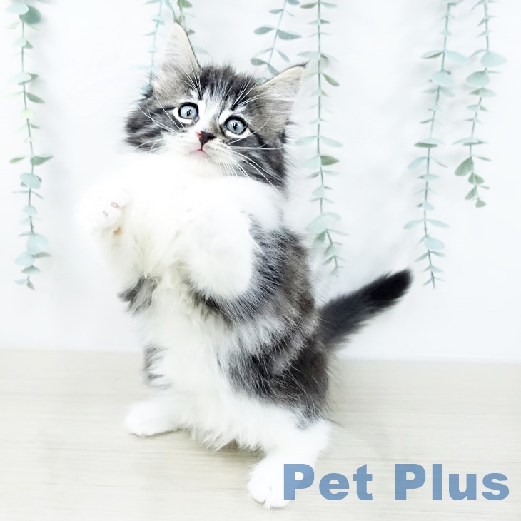 ノルウェージャンフォレストキャット
