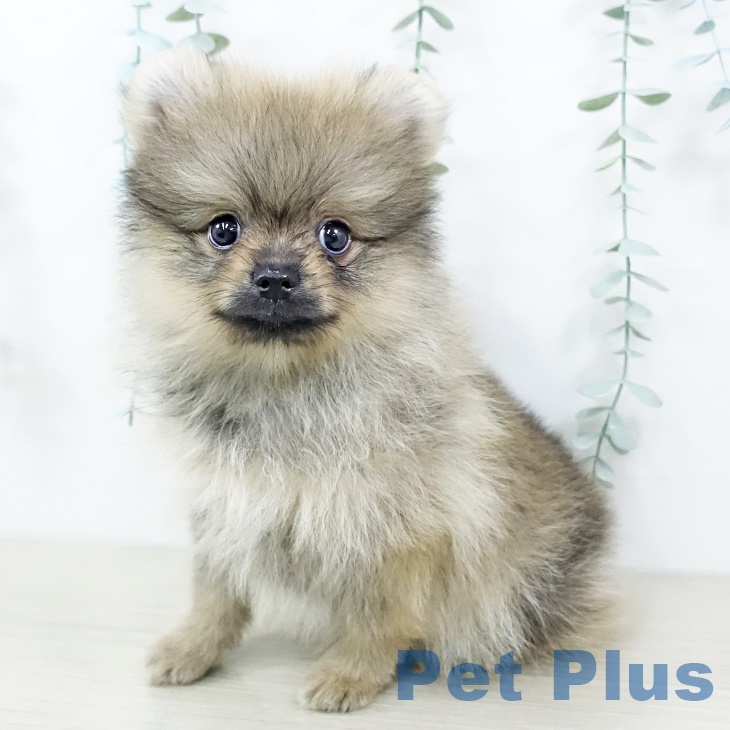 千葉県のポメラニアン (ペットプラス コトエ流山おおたかの森店/2025年8月12日生まれ/男の子/オレンジ)の子犬の1枚目の画像