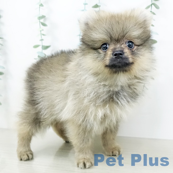 千葉県のポメラニアン (ペットプラス コトエ流山おおたかの森店/2025年8月12日生まれ/男の子/オレンジ)の子犬の2枚目の画像