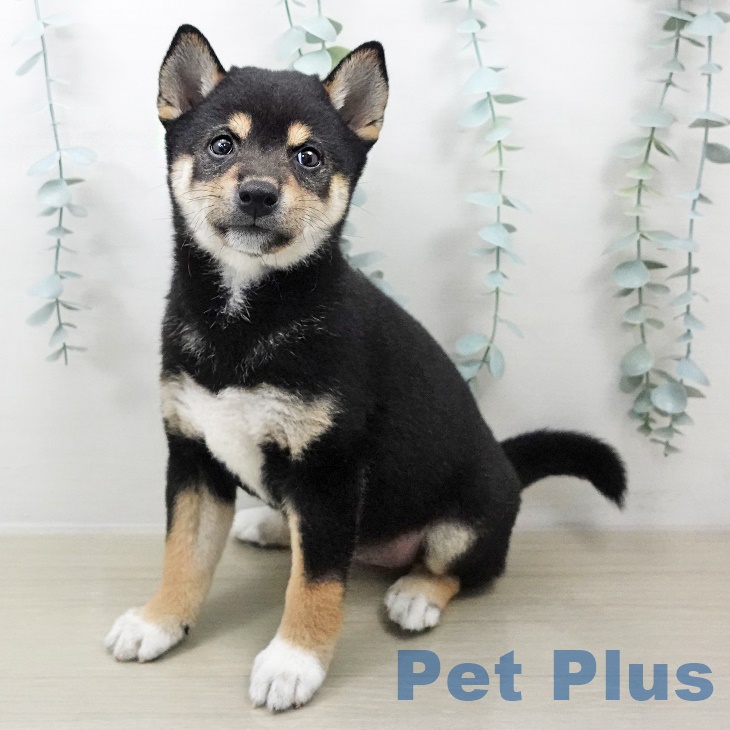 埼玉県の柴犬(標準サイズ) (ららぽーと新三郷店/2025年8月14日生まれ/女の子/黒)の子犬の1枚目の画像