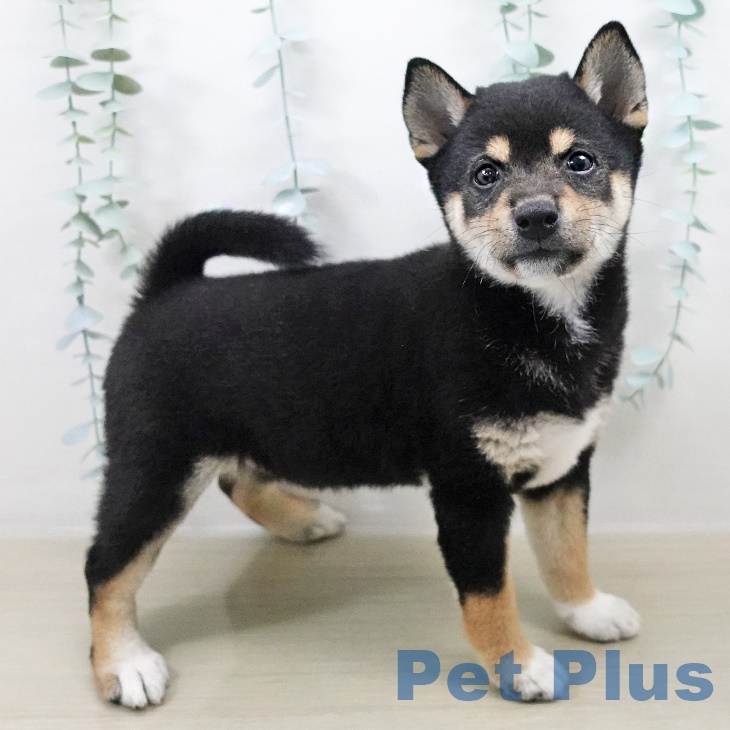 埼玉県の柴犬(標準サイズ) (ららぽーと新三郷店/2025年8月14日生まれ/女の子/黒)の子犬の2枚目の画像