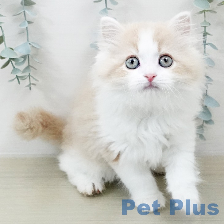 東京都のラガマフィン (ペットプラス日の出店/2025年8月15日生まれ/男の子/クリームタビーホワイト)の子猫の2枚目の画像
