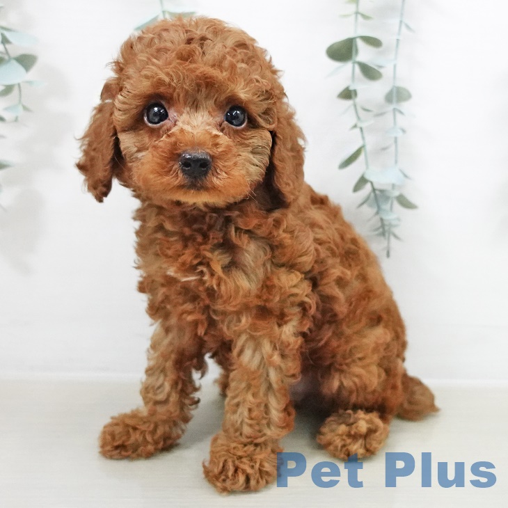 千葉県のトイプードル(トイ) (ペットプラス 船橋店/2025年8月14日生まれ/男の子/レッド)の子犬の1枚目の画像