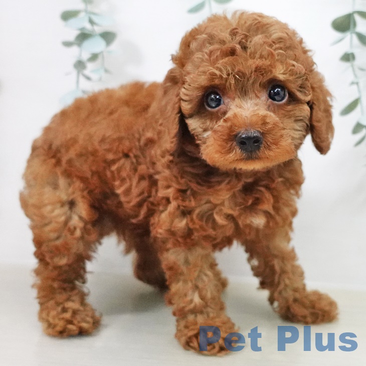 千葉県のトイプードル(トイ) (ペットプラス 船橋店/2025年8月14日生まれ/男の子/レッド)の子犬の2枚目の画像