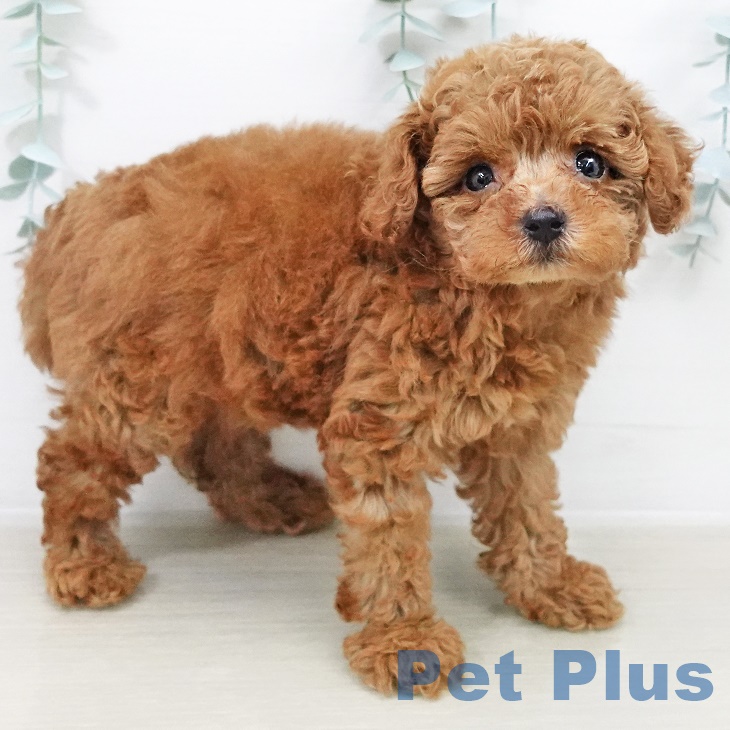 東京都のトイプードル(トイ) (ペットプラス アクアシティお台場店/2025年8月14日生まれ/女の子/レッド)の子犬の2枚目の画像