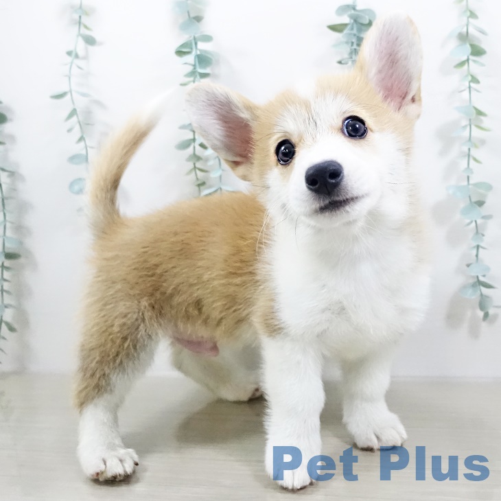 ウェルシュ・コーギー・ペンブローク