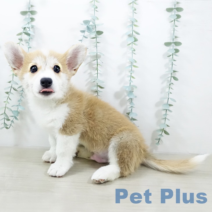 ウェルシュ・コーギー・ペンブロークの写真2